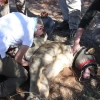 Naankuse Foundation: Human-wildlife conflict mitigation research, expert captive animal care and uplifting the San of Namibia