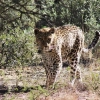 Naankuse Foundation: Human-wildlife conflict mitigation research, expert captive animal care and uplifting the San of Namibia